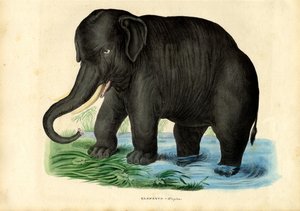 Aziatische Olifant, 1863-79